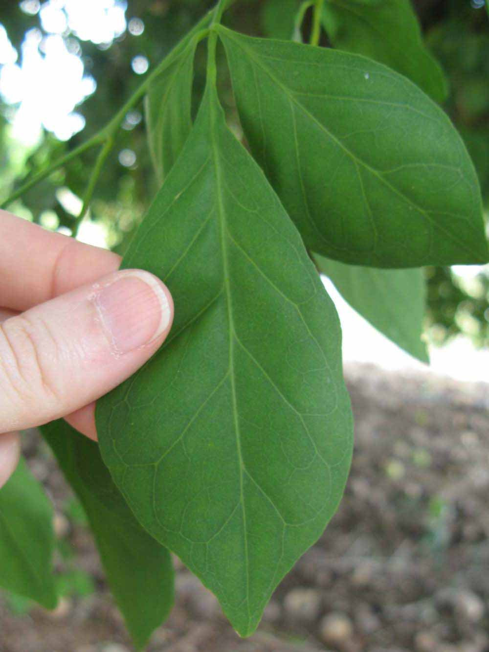              Leaflet (Nigerian Powder Flask, Winter Haven, FL)       